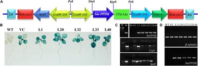 The Pyruvate-Phosphate Dikinase (C4-SmPPDK) Gene From Suaeda monoica Enhances Photosynthesis, Carbon Assimilation, and Abiotic Stress Tolerance in a C3 Plant Under Elevated CO2 Conditions